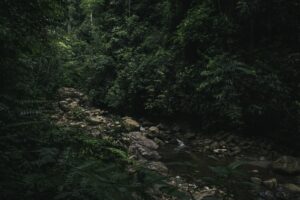 Une forêt primaire