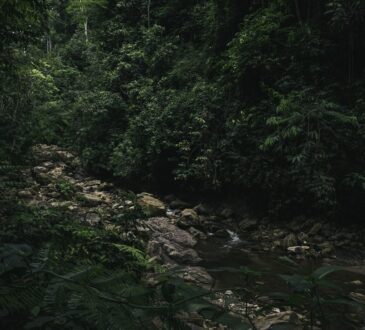 Une forêt primaire