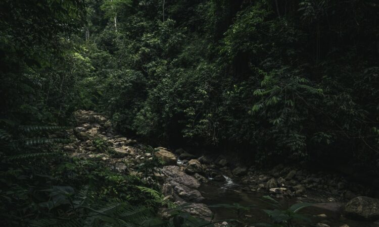 Une forêt primaire