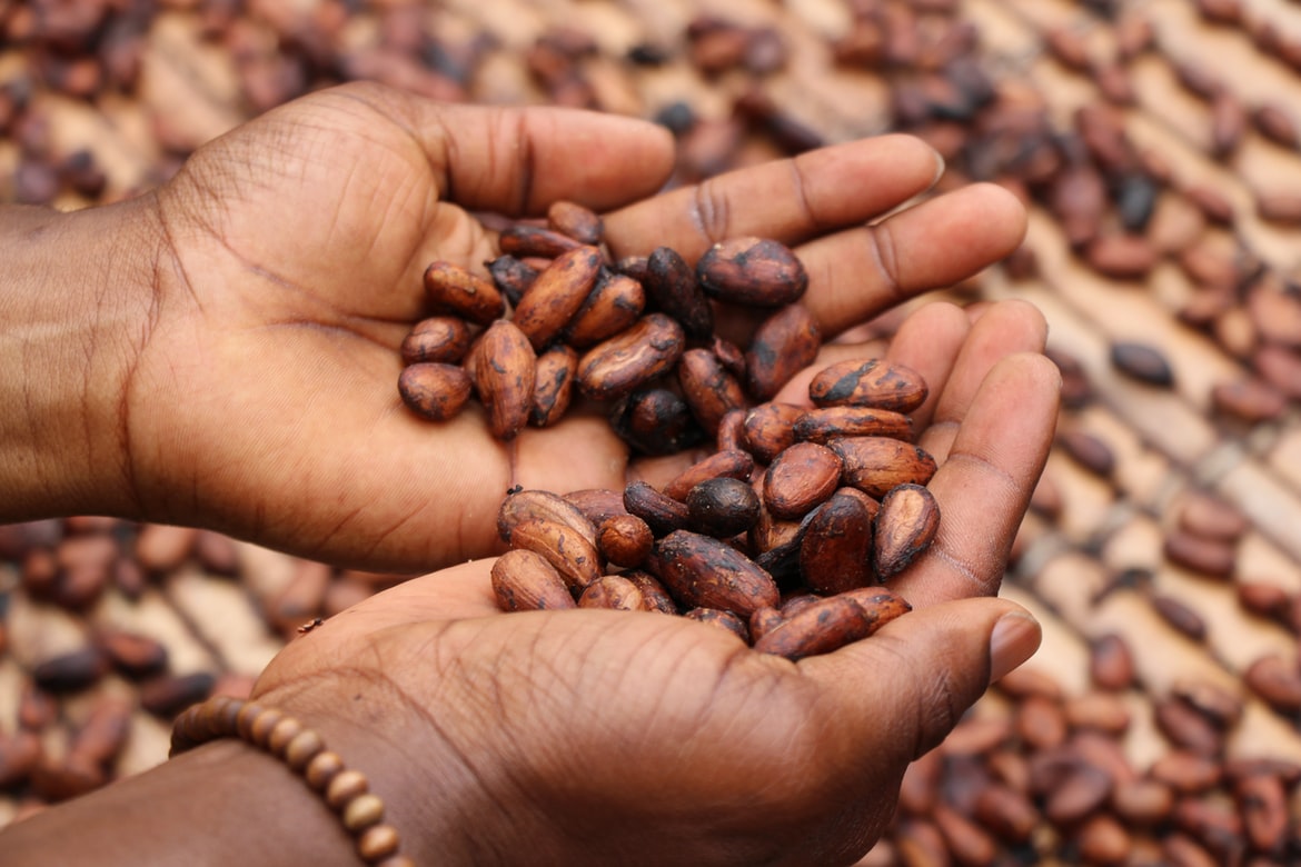 Séchage des fèves de cacao avant d'être broyées (Mon village en Côte d'Ivoire)