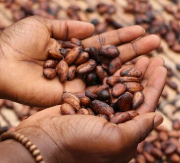 Séchage des fèves de cacao avant d'être broyées (Mon village en Côte d'Ivoire)