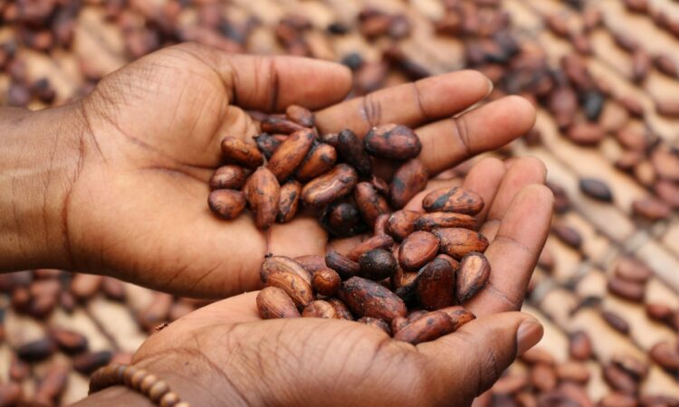 Séchage des fèves de cacao avant d'être broyées (Mon village en Côte d'Ivoire)