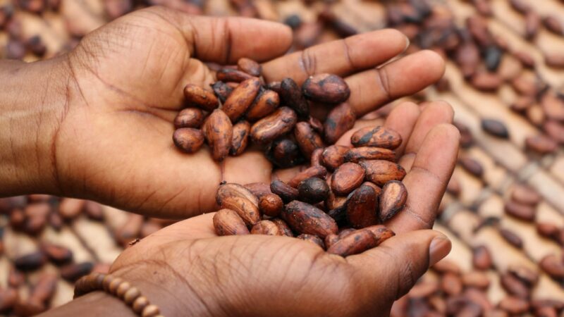 Filière cacao : Nestlé lance un fonds pour mettre fin au travail des enfants