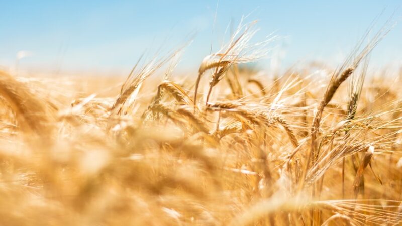 Céréales : vers une baisse des prix ?